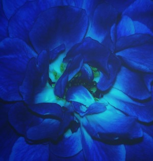 Blue Rose   